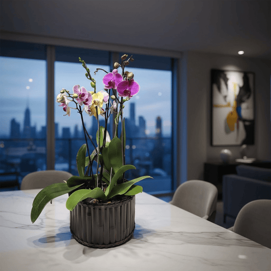 Arreglo tres orquídeas phalaenopsis de dos varas
