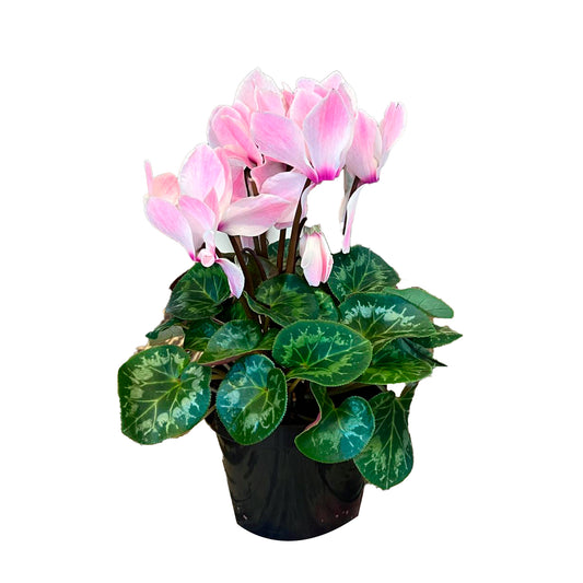 Cyclamen - Violeta de los Alpes