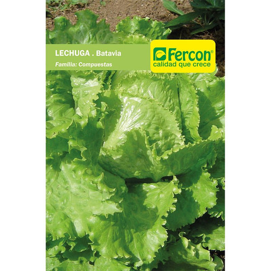 Semilla de Lechuga Batavia
