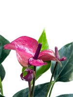 Cargar imagen en el visor de la galería, Anturio mini plano medio de flor
