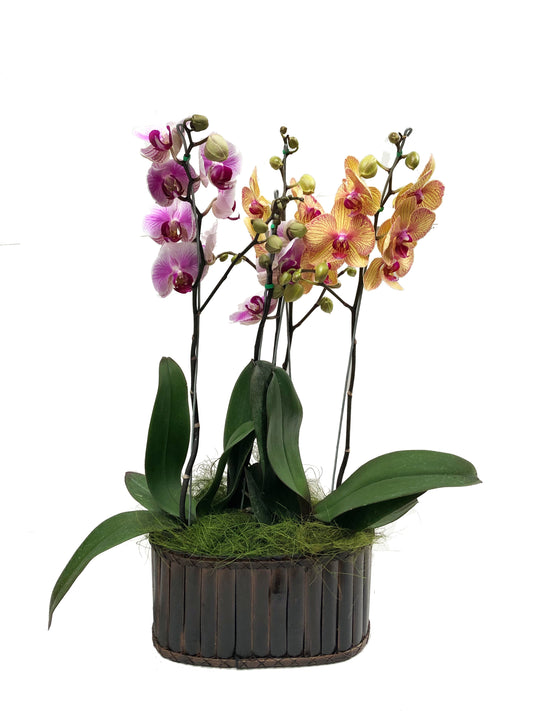 Plano general de arreglo 2 orquideas en canasta de bambú