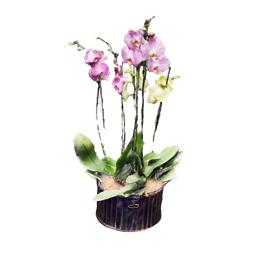 Arreglo tres orquídeas phalaenopsis de dos varas