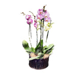 Cargar modelo 3D en el visor de la galería, Arreglo tres orquídeas phalaenopsis de dos varas
