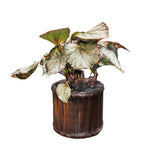 Cargar modelo 3D en el visor de la galería, Begonia gris veta verde
