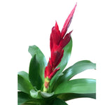 Cargar imagen en el visor de la galería, Bromelia vrisea roja plano detalle
