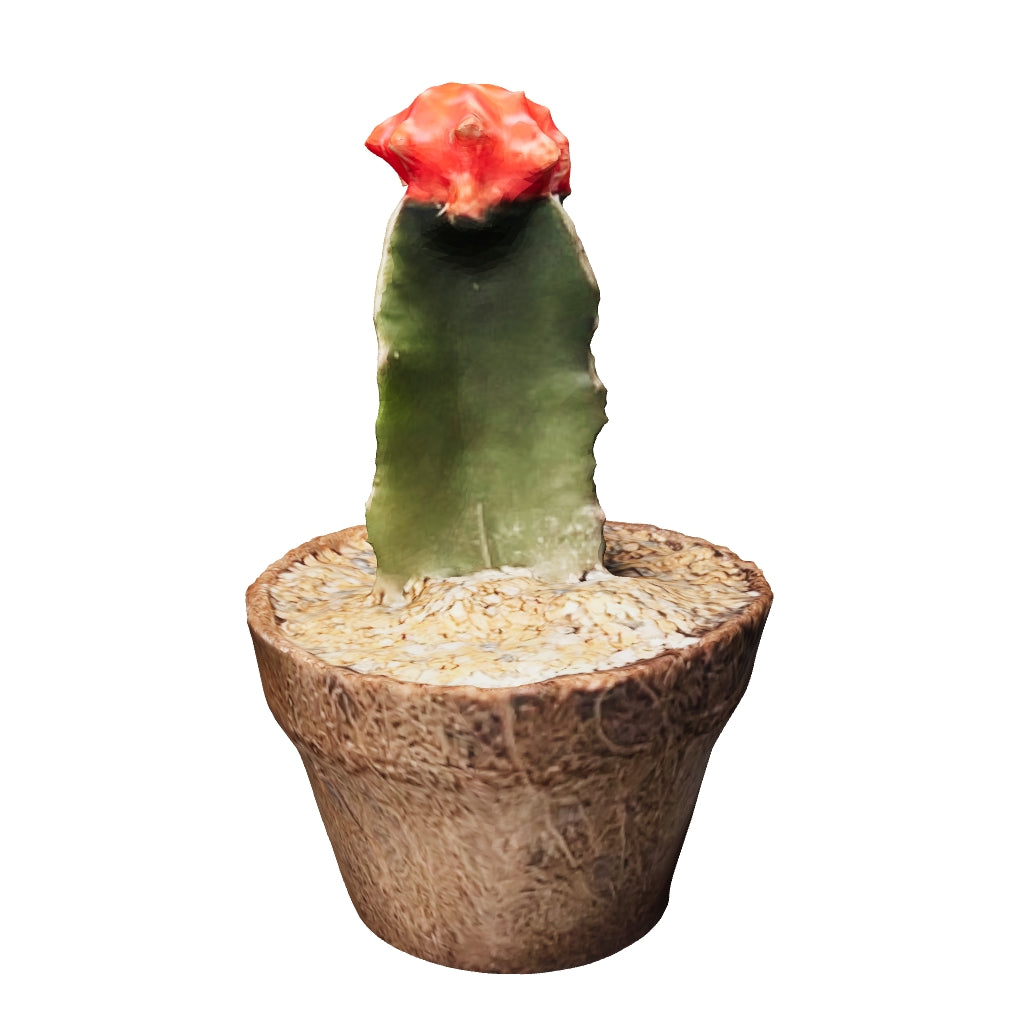 Cactus Coreano