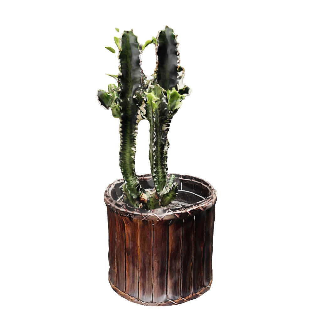 Cactus Euforbia