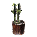 Cargar modelo 3D en el visor de la galería, Cactus Euforbia
