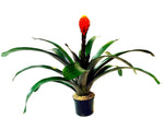 Cargar imagen en el visor de la galería, Bromelias Amarilla / Naranjas - Calyx plantas exoticas
