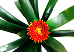 Cargar imagen en el visor de la galería, Bromelias Amarilla / Naranjas - Calyx plantas exoticas
