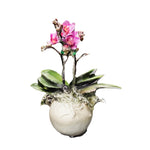Cargar modelo 3D en el visor de la galería, Orquídea Phalaenopsis Mini
