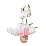 Cargar modelo 3D en el visor de la galería, Orquídea Phalaenopsis de dos varas para regalo
