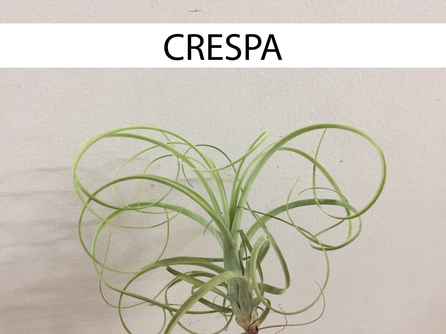Plano entero de tillandsia Crespa