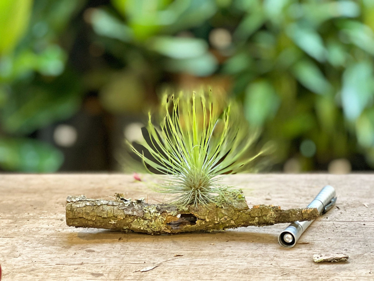Tillandsia Andreana