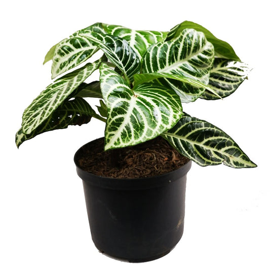 Aphelandra plano entero con matera negra de plástico