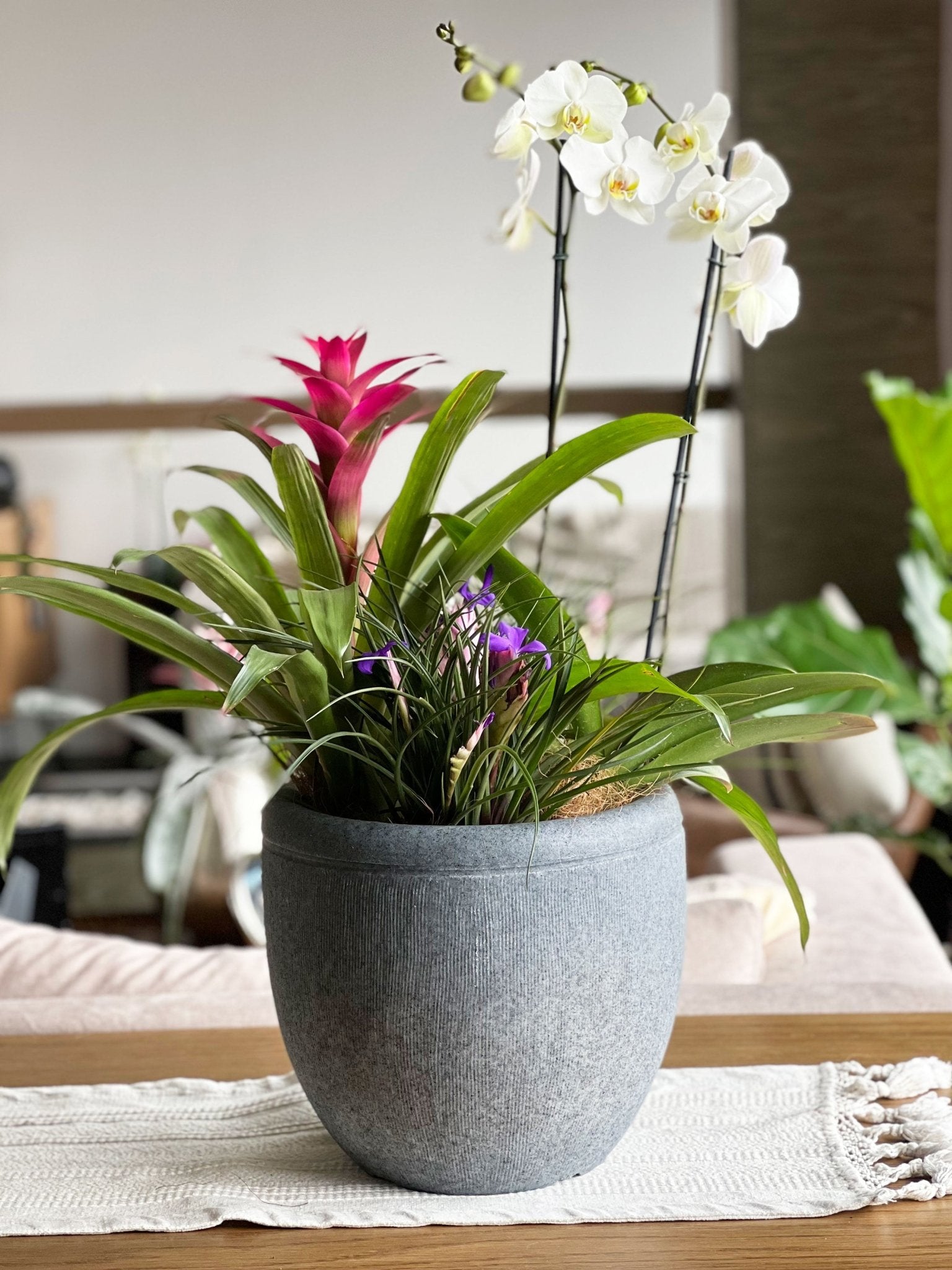 Foto contexto del arreglo orquídea + bromelia + tillandsia