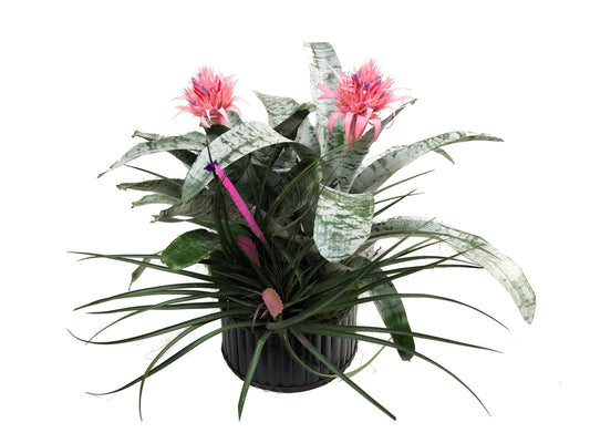 Plano entero de arreglo de bromelias fasciata y tillandsia paradise en canasto de bambu