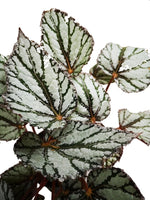 Cargar imagen en el visor de la galería, plano detalle medio de follaje de begonia gris veta verde
