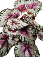 Cargar imagen en el visor de la galería, Plano medio de detalle de hojas de begonia rosada metálizada
