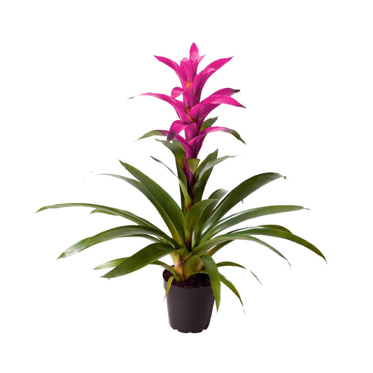 Bromelia Guzmania Morada Plano entero