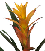 Cargar imagen en el visor de la galería, Bromelia guzmania amarilla plano detalle
