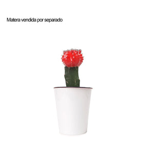 Cactus coreano  rojo con matera (no incluida) plano entero