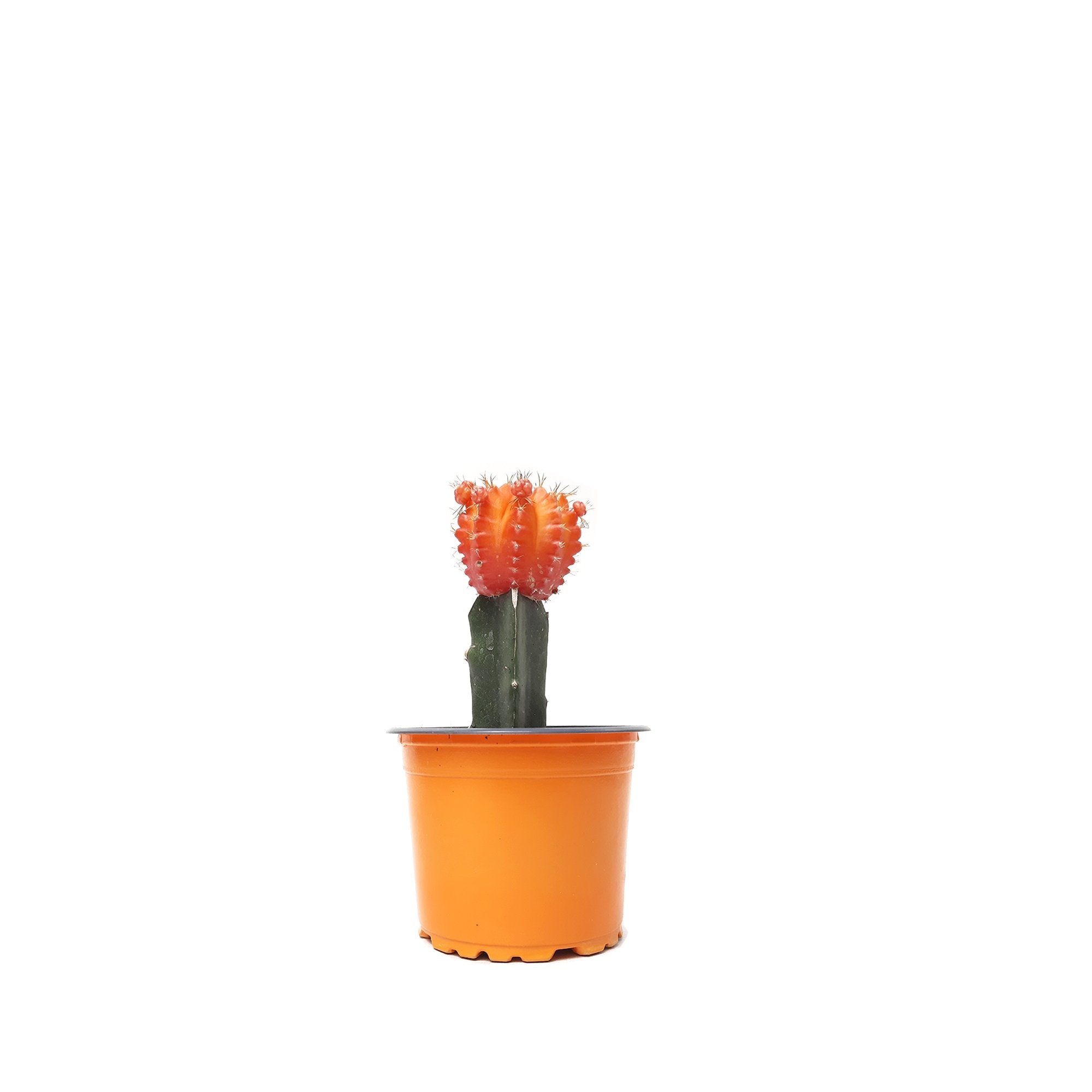 Cactus coreano naranja plano entero