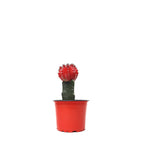 Cargar imagen en el visor de la galería, Cactus coreano rojo plano entero
