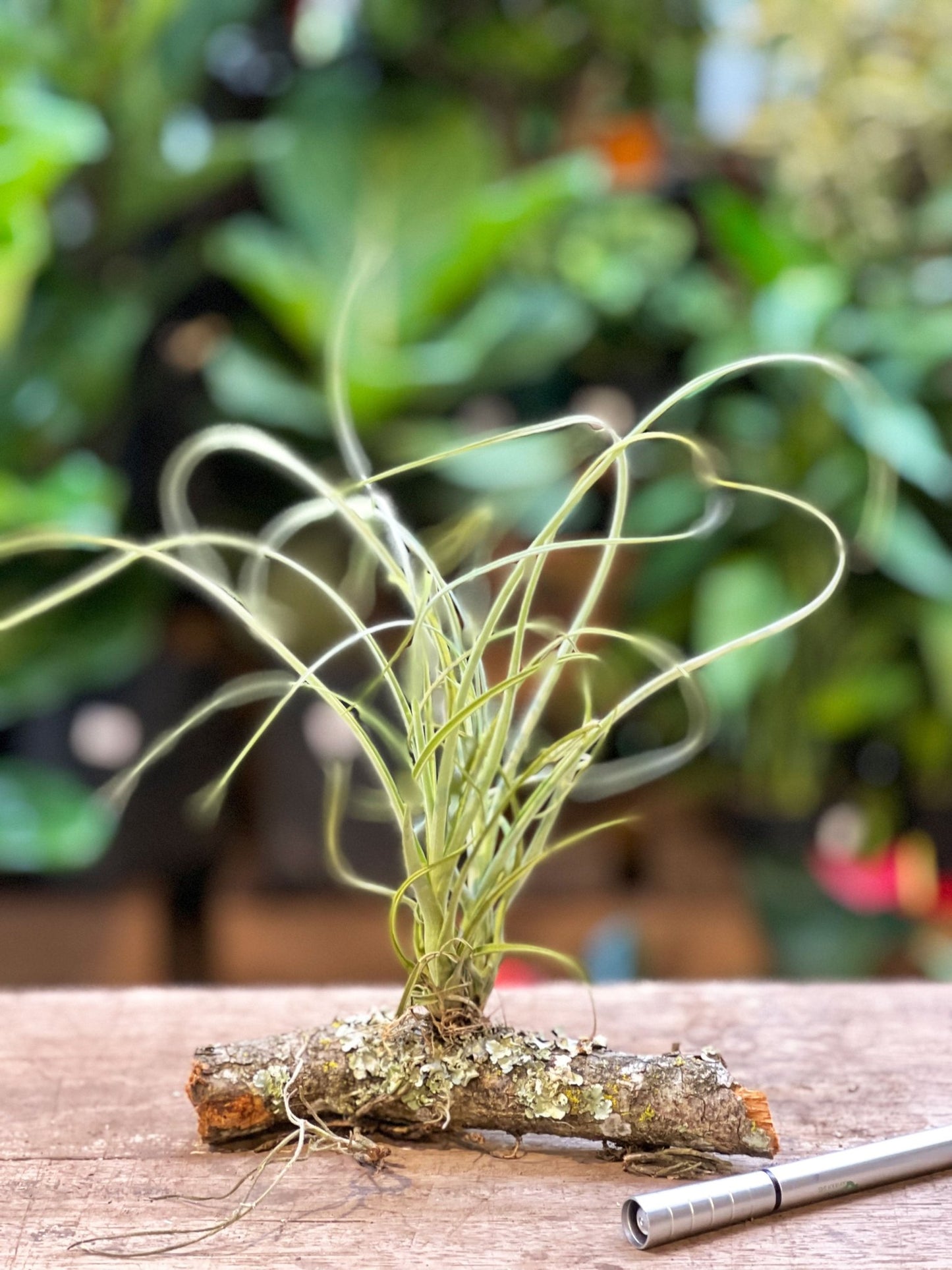 Tillandsia Balbisiana