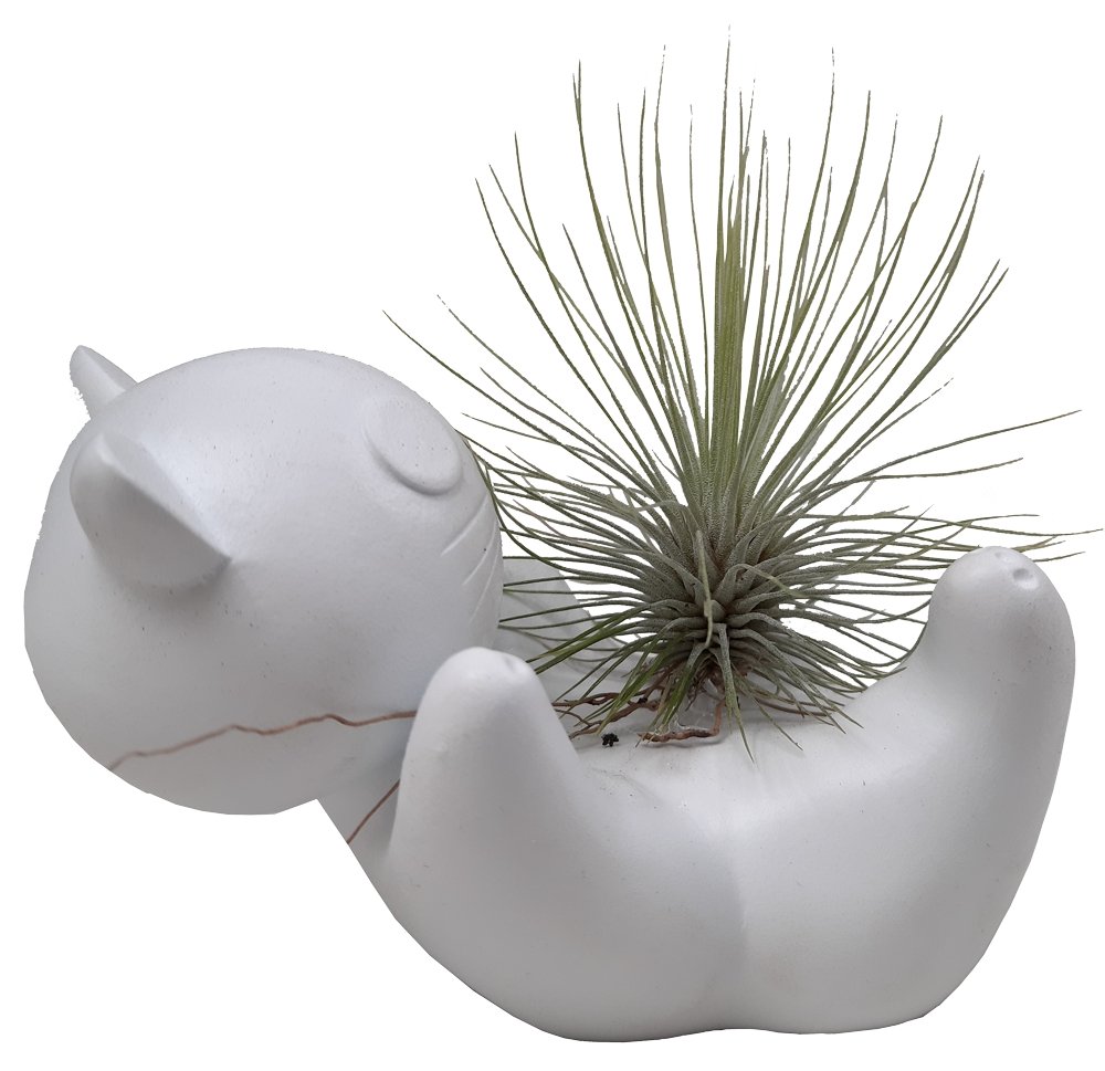 Gato con Tillandsia