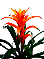 Cargar imagen en el visor de la galería, Bromelia Naranja - Calyx plantas exoticas

