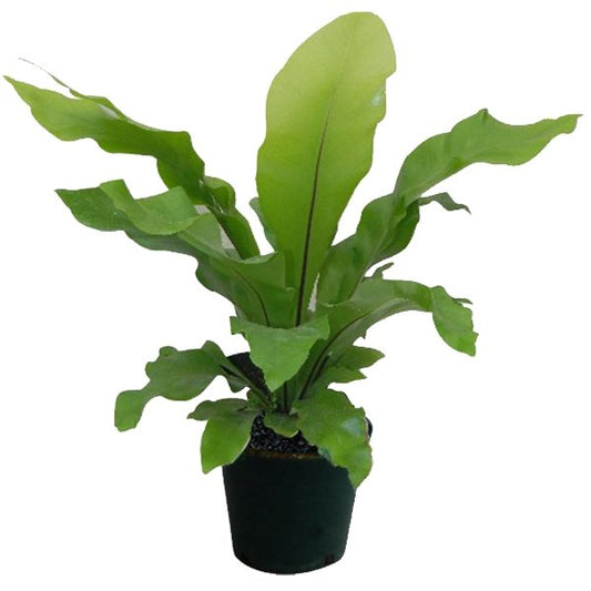 Helecho nido liso plano entero