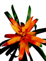Cargar imagen en el visor de la galería, Bromelia Naranja - Calyx plantas exoticas
