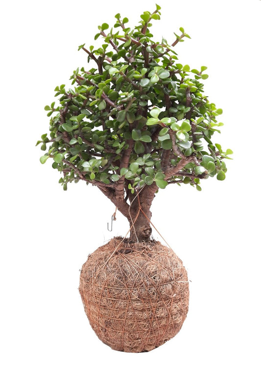 Bonsai en kokedama