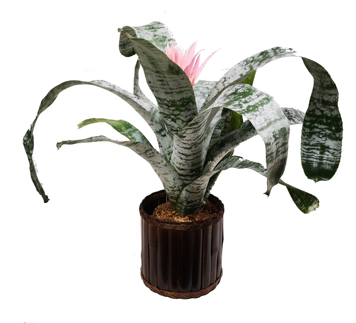 Plano general de ejemplo de bromelia sobre matera de bambu
