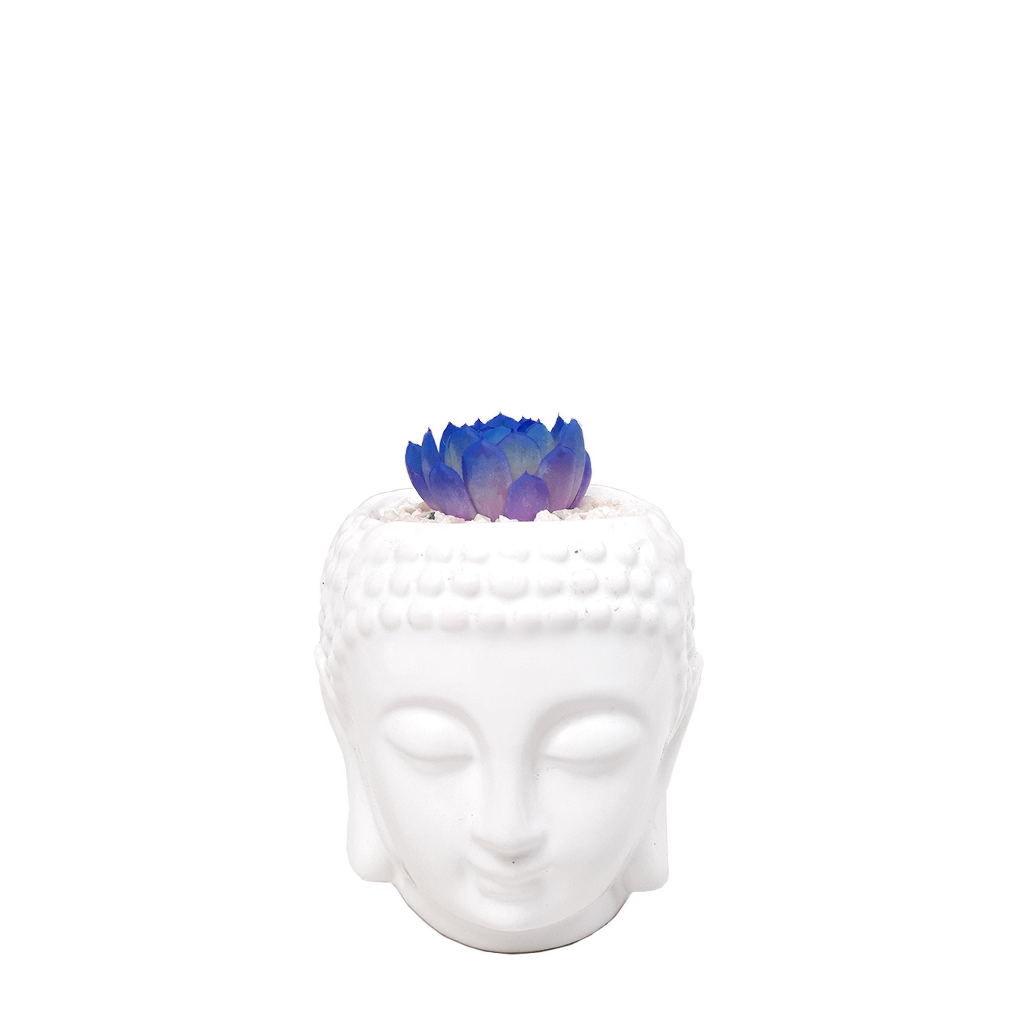 Matera buddha con suculenta azul plano entero