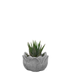 Cargar imagen en el visor de la galería, Suculenta Aloe Cebra en matera de cemento plano entero
