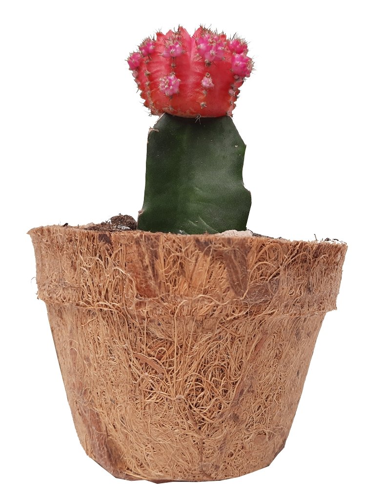 Matera fibra de coco con cactus coreano