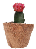 Cargar imagen en el visor de la galería, Matera fibra de coco con cactus coreano
