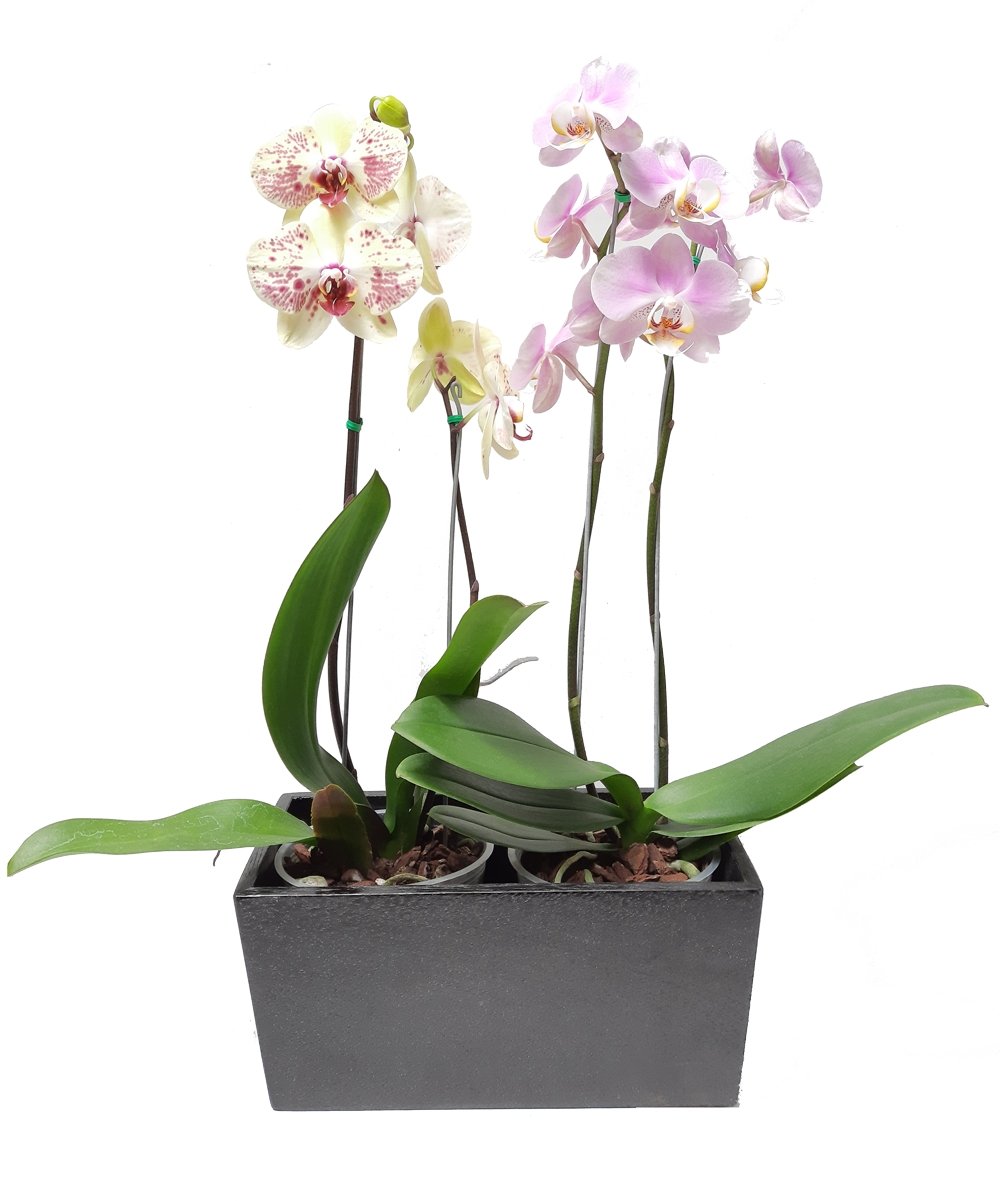 Matera de madera x2 con orquideas