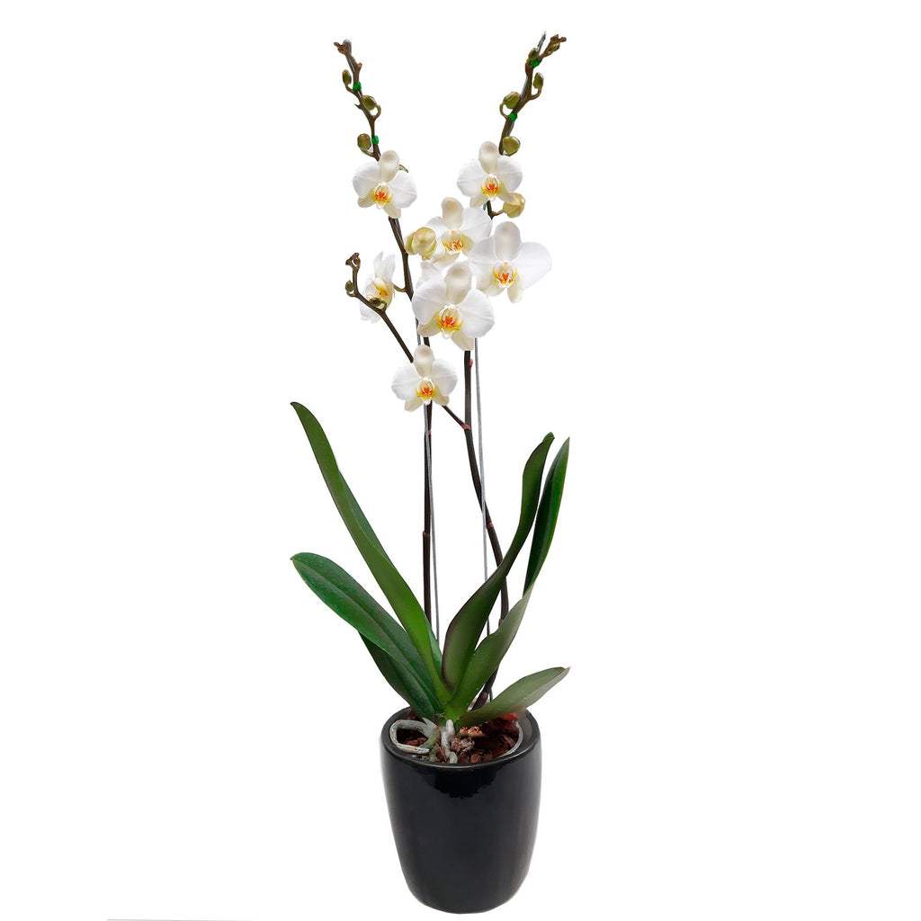 Orquídea con matera de ceramica negra