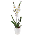 Cargar imagen en el visor de la galería, Orquídea con matera de ceramica blanca
