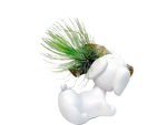 Cargar imagen en el visor de la galería, Perro con Tillandsia - Calyx plantas exoticas
