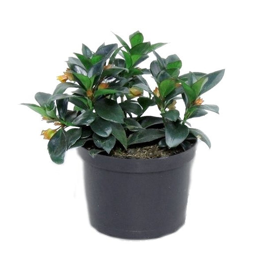 Plano entero de pescadito sobre matero negro