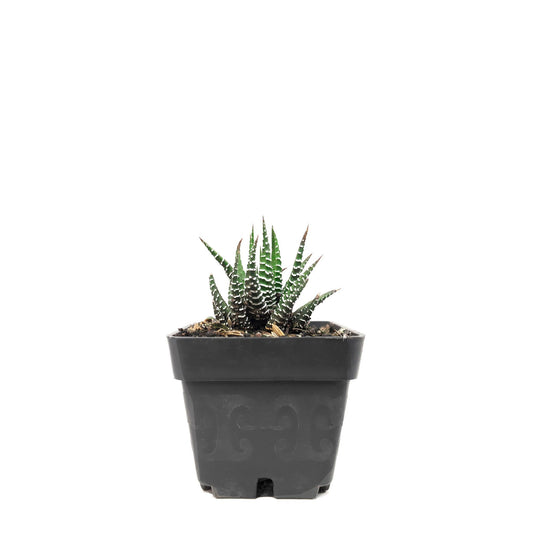 Suculentas Aloe Cebra plano entero