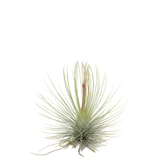 Plano entero de tillandsia andreana