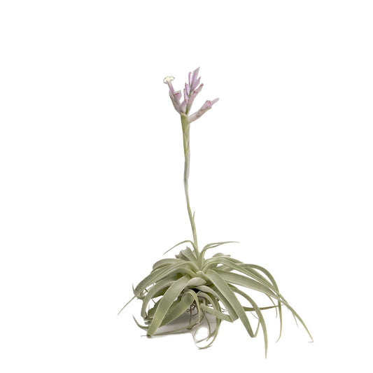Plano entero de tillandsia cacticola