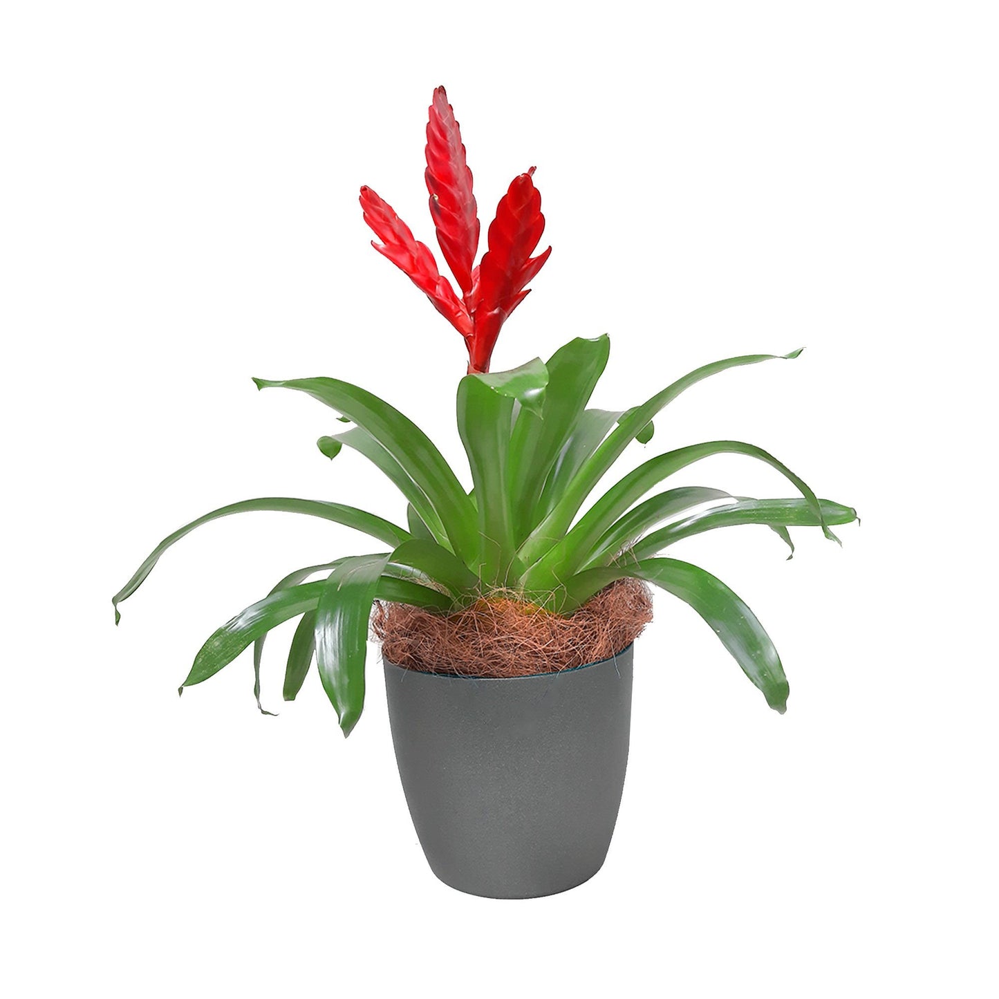 Ejemplo de fibra de coco con una bromelia y matera