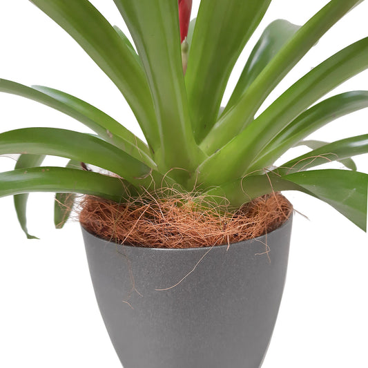 Fibra de coco ejemplo