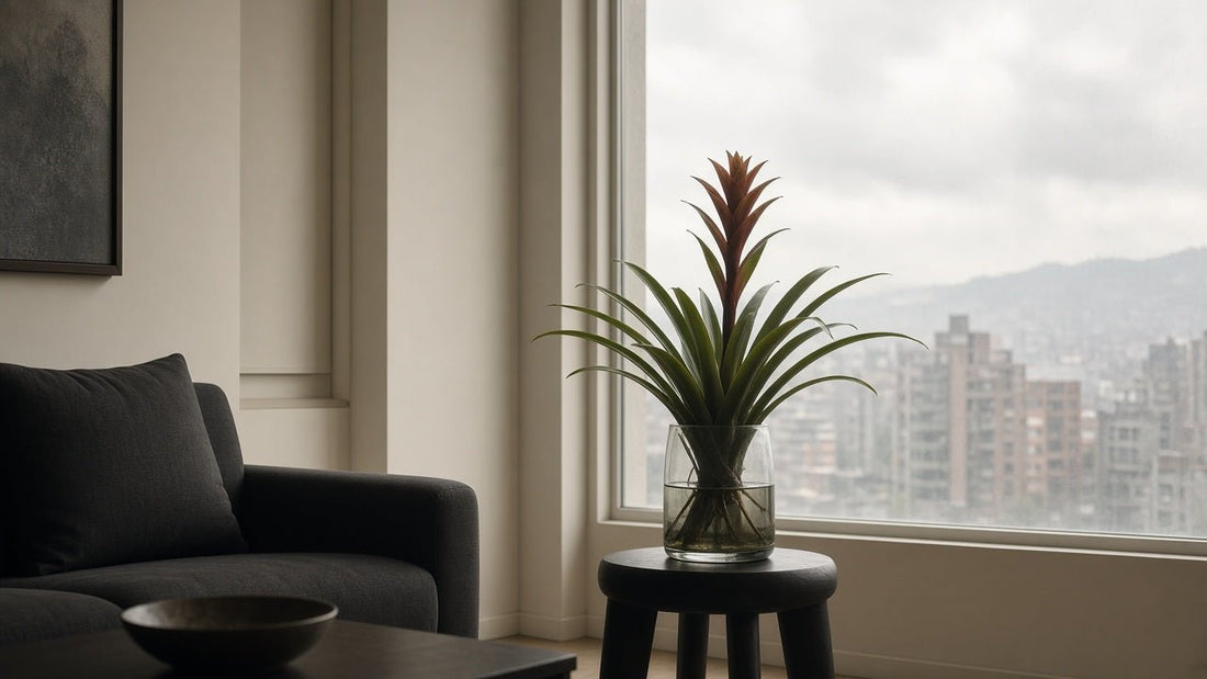 Ventana de apartamento en Bogotá con luz difusa de media mañana y una bromelia Guzmania o Vriesea en primer plano